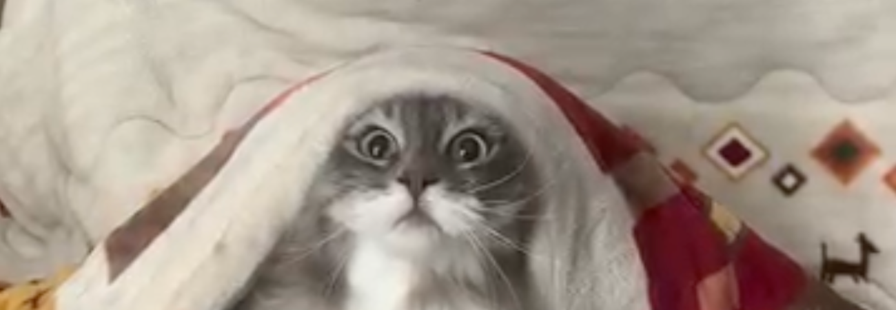 Poster for CatVideoFest 2025