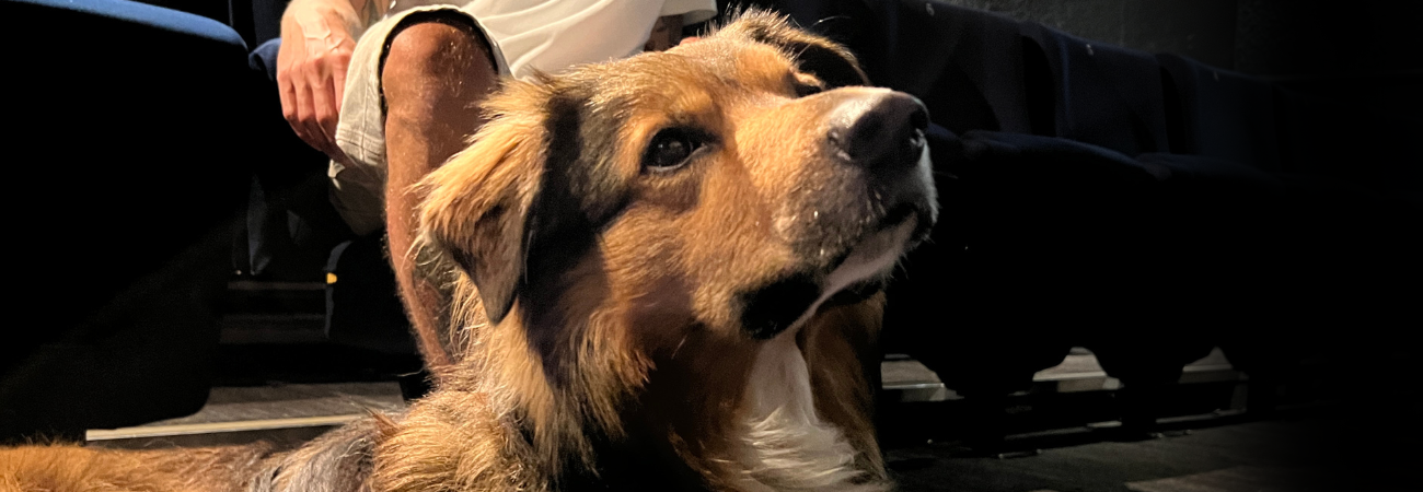 Poster for Dog Friendly Screenings